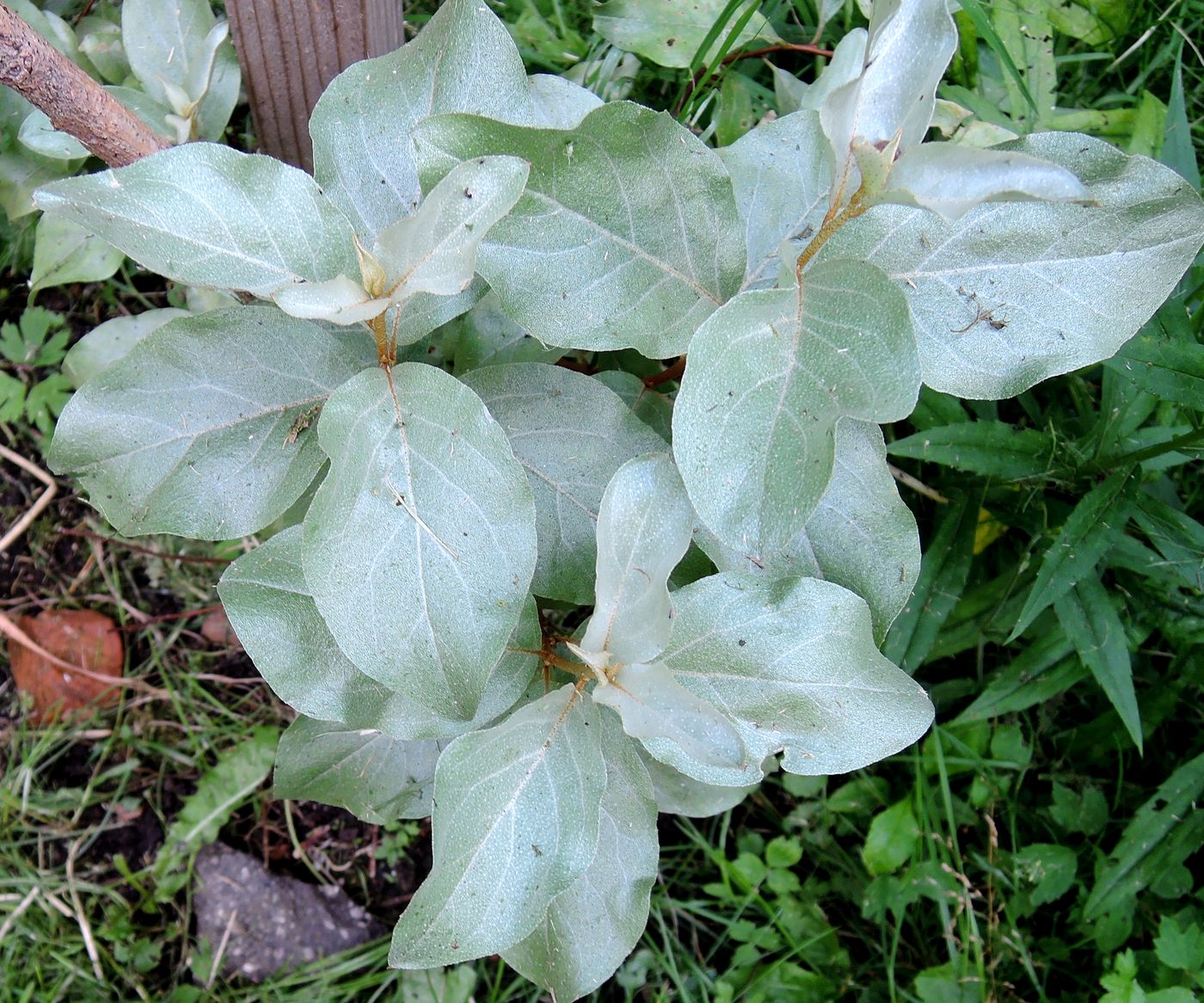 Image of Elaeagnus commutata specimen.