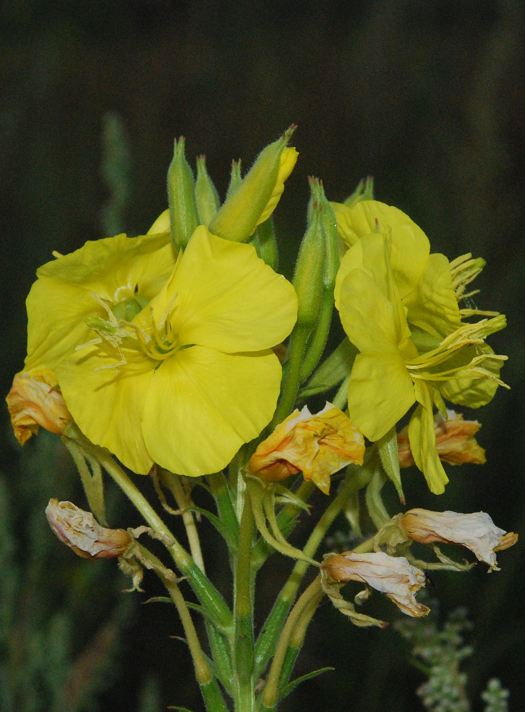 Изображение особи Oenothera biennis.