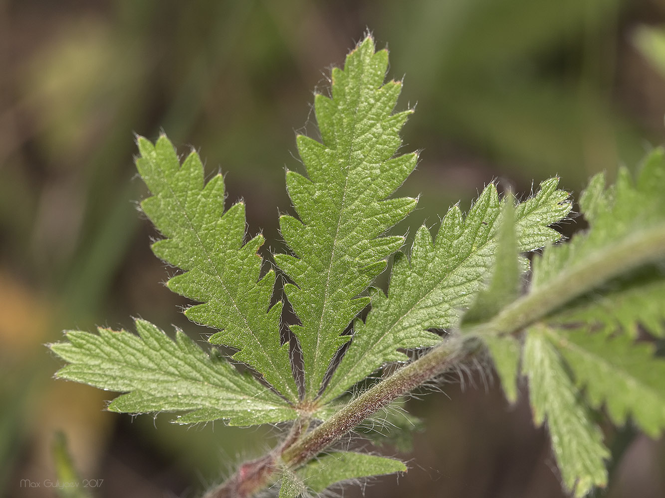 Изображение особи Potentilla astracanica.