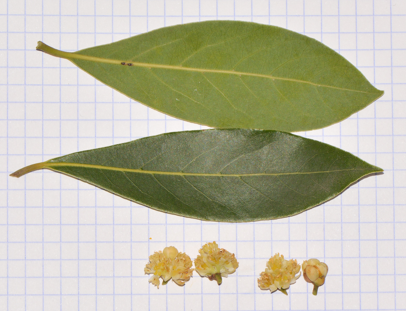 Image of Laurus novocanariensis specimen.