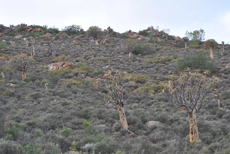 Image of Aloidendron dichotomum specimen.