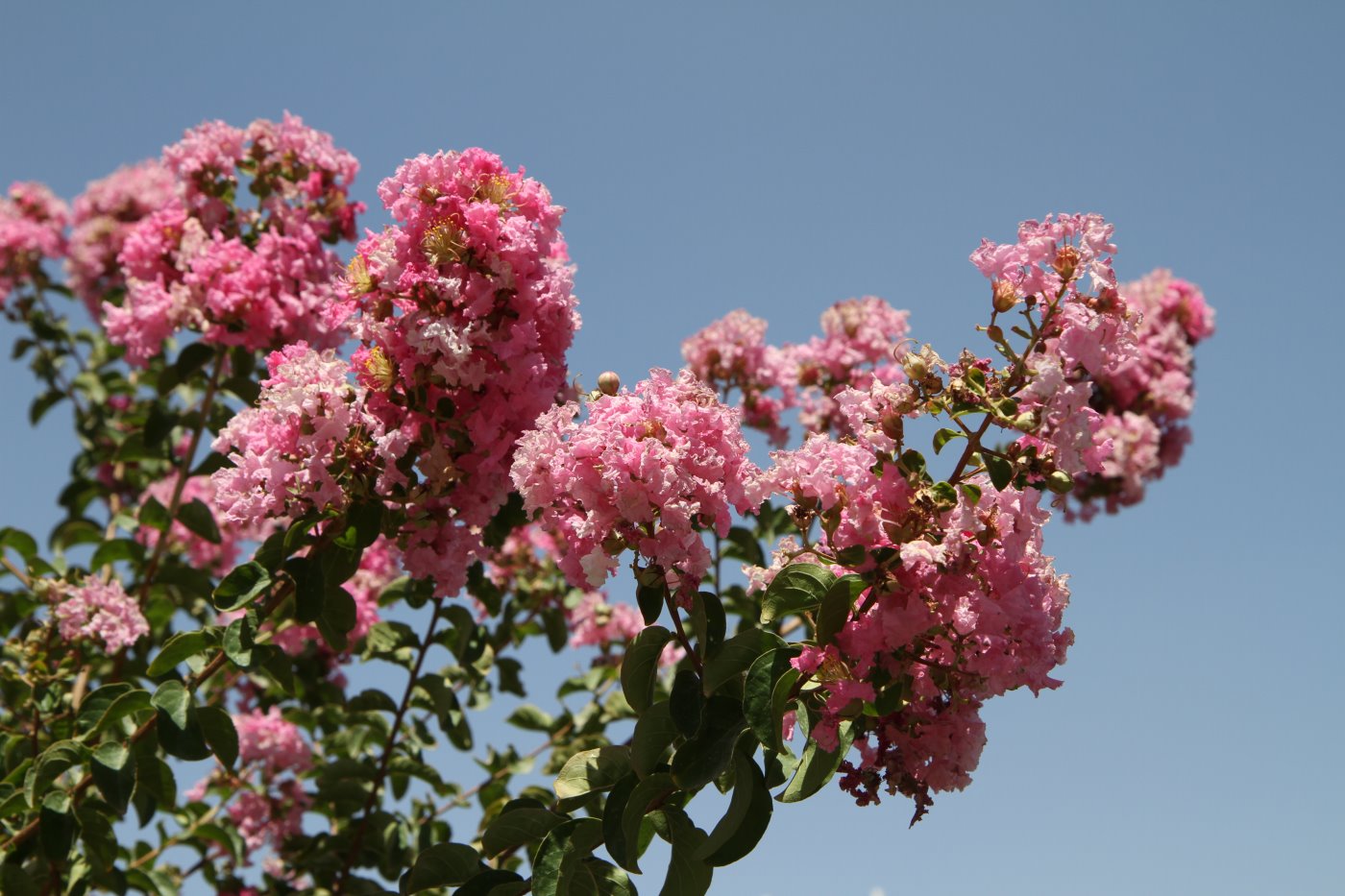 Изображение особи Lagerstroemia indica.