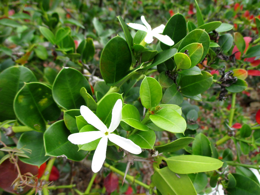 Image of Carissa macrocarpa specimen.