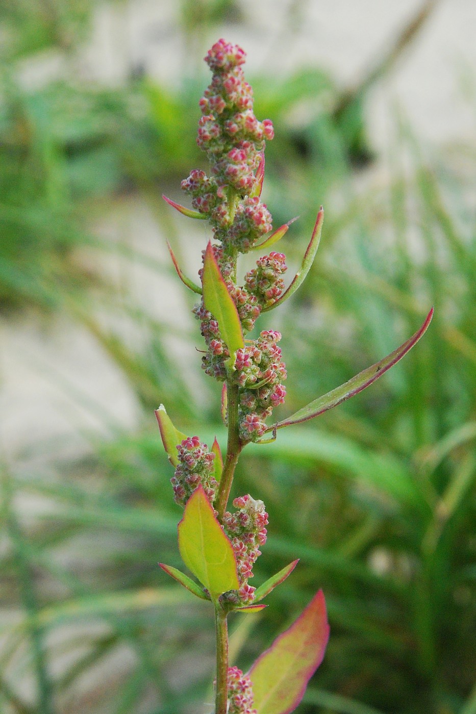 Изображение особи Chenopodium album.