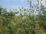 Echinops sphaerocephalus