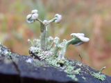 Cladonia botrytes. Слоевища на трухлявом сосновом пне. Казахстан, Восточно-Казахстанская обл., окр. г. Риддер, берег реки Громотуха, сосновый бор. 01.10.2017.