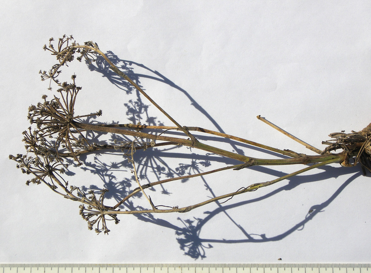 Image of Seseli petraeum specimen.