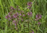 Pedicularis resupinata