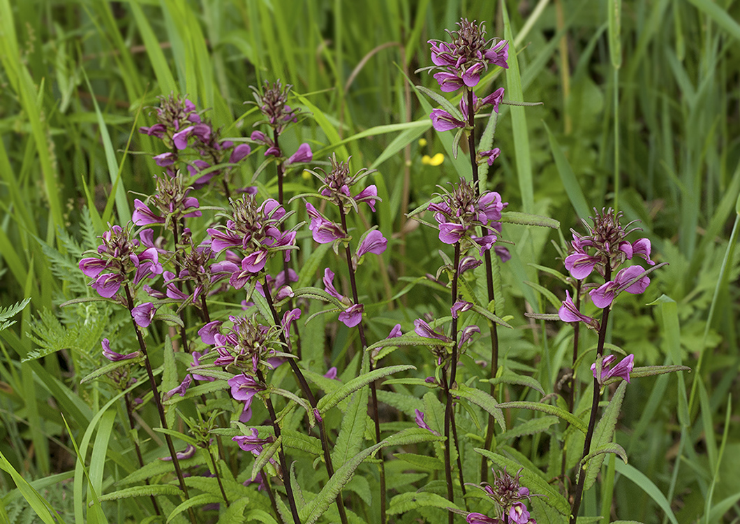 Изображение особи Pedicularis resupinata.