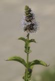 genus Mentha. Верхушка цветущего растения. Крым, Сакский р-н, окр. пос. Прибрежное, газон, в культуре. 09.08.2017.