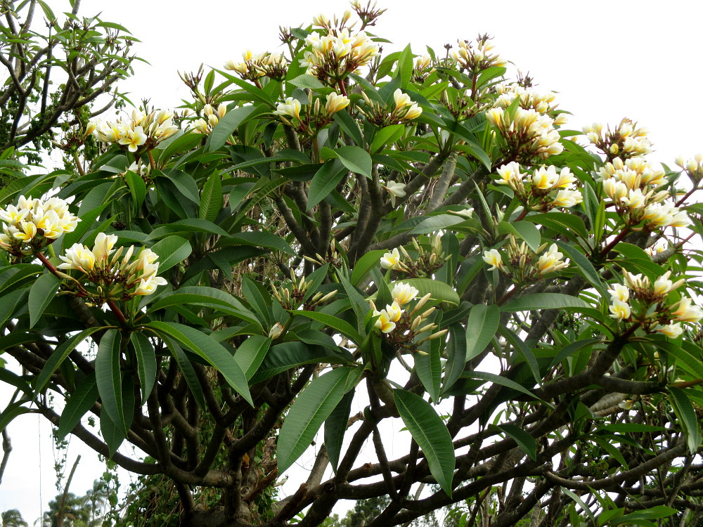 Image of Plumeria rubra var. acutifolia specimen.