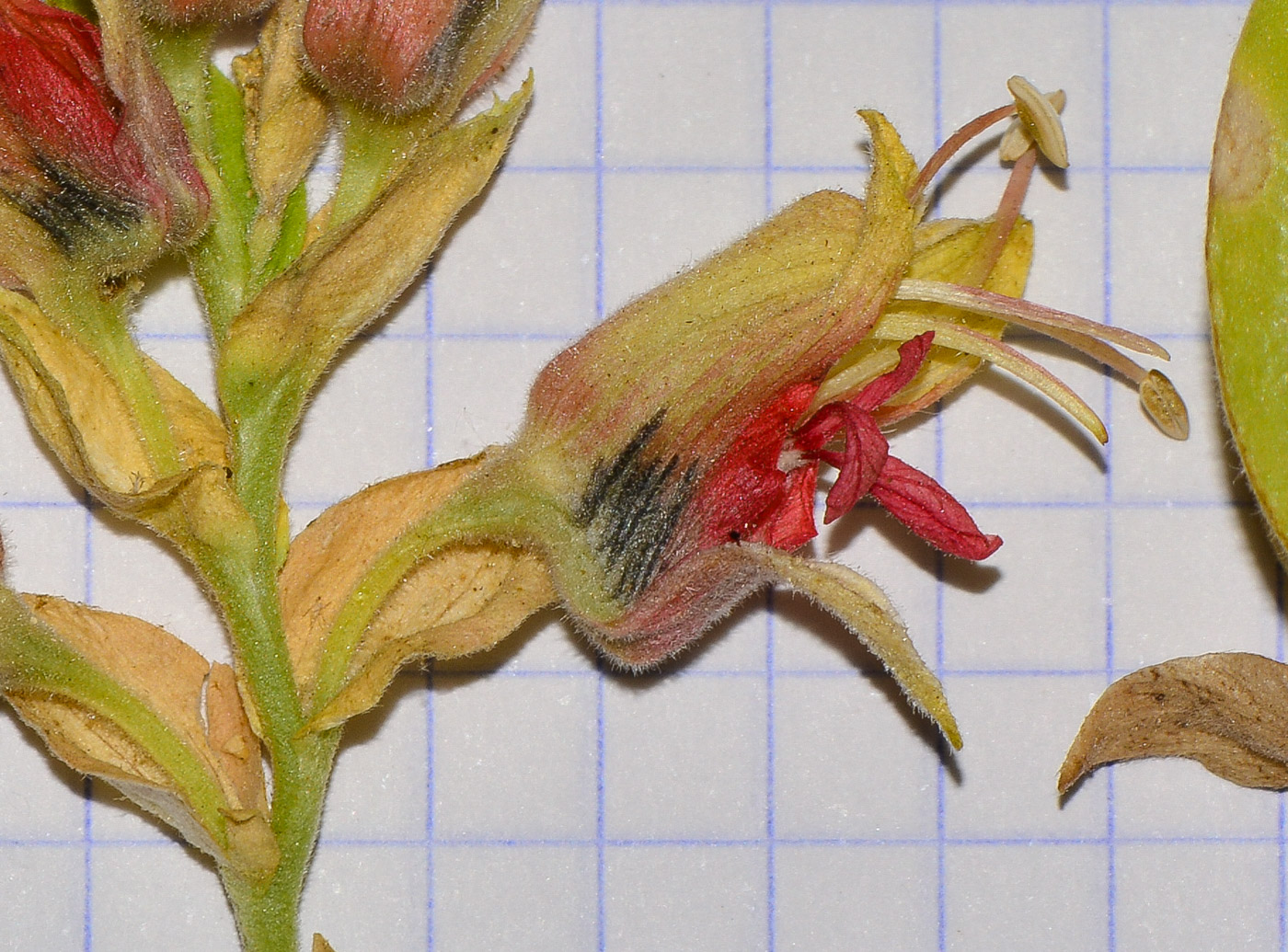 Image of Melianthus comosus specimen.