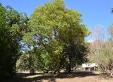 Lophostemon confertus
