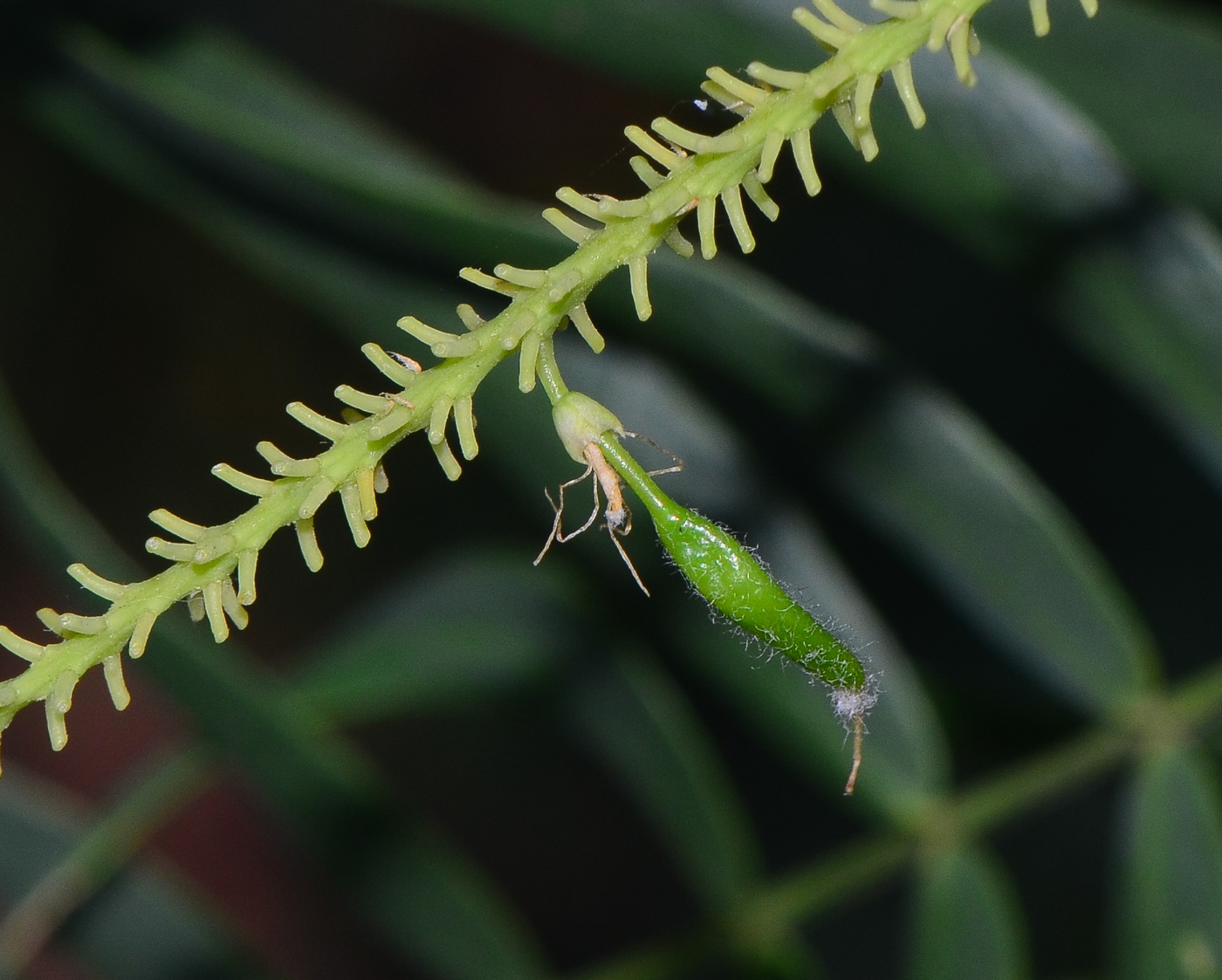 Image of Prosopis juliflora specimen.