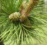 Pinus pallasiana