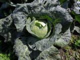 Brassica oleracea var. capitata