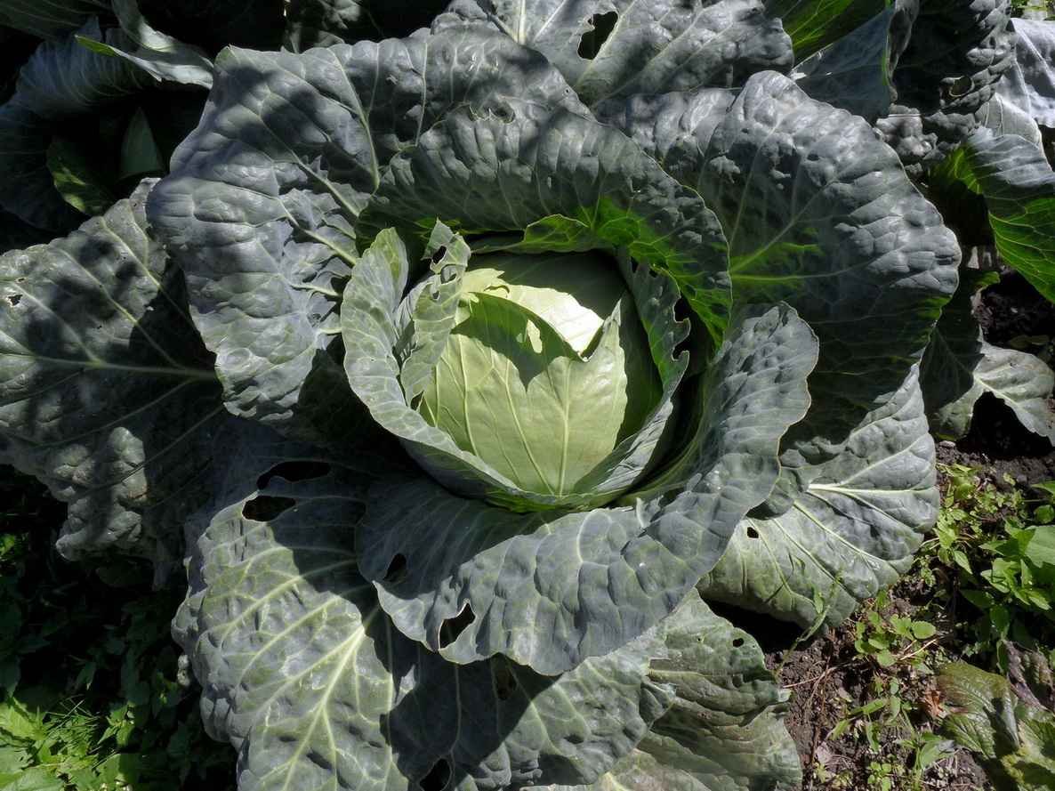 Изображение особи Brassica oleracea var. capitata.