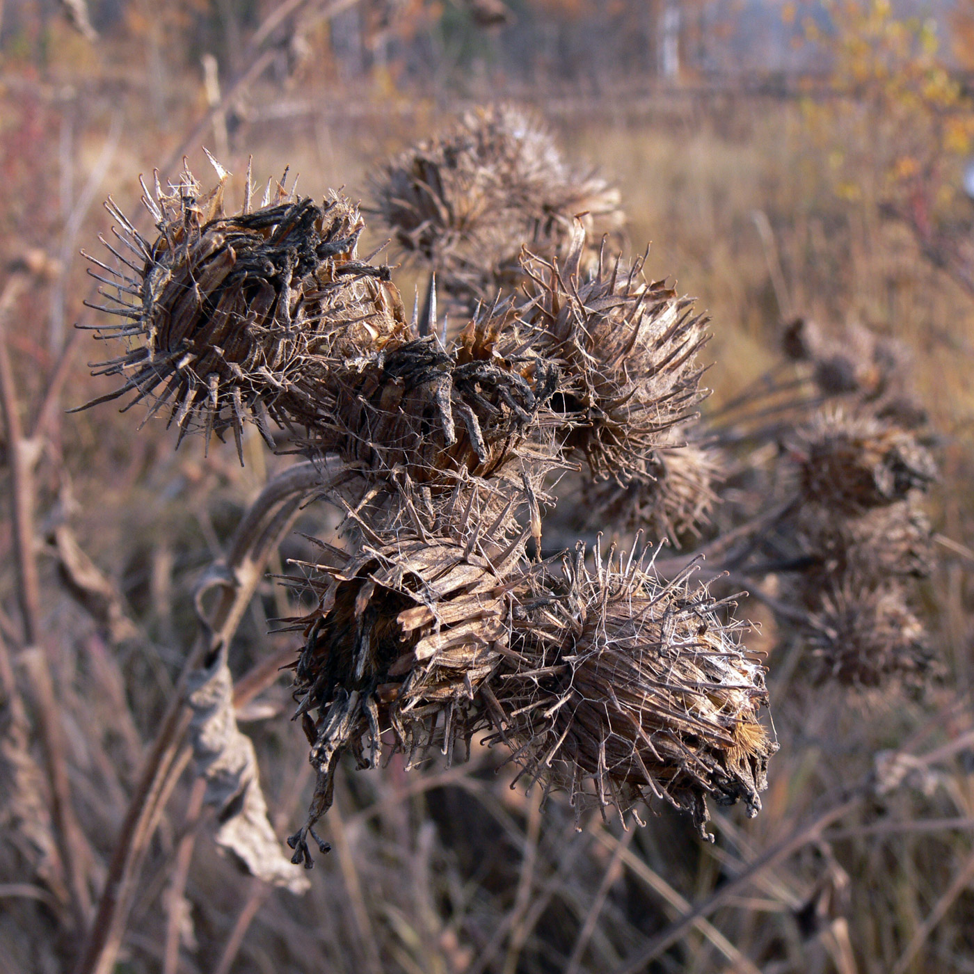 Изображение особи Arctium tomentosum.