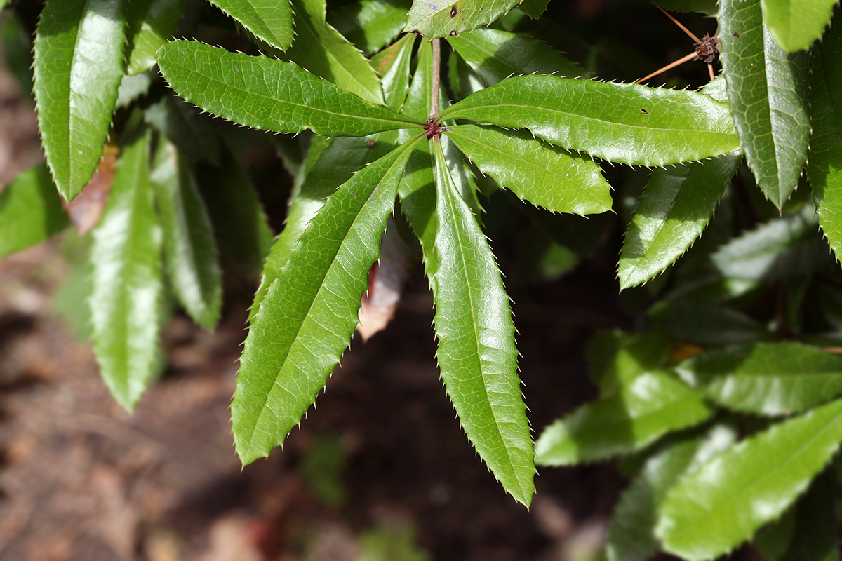 Изображение особи Berberis julianae.