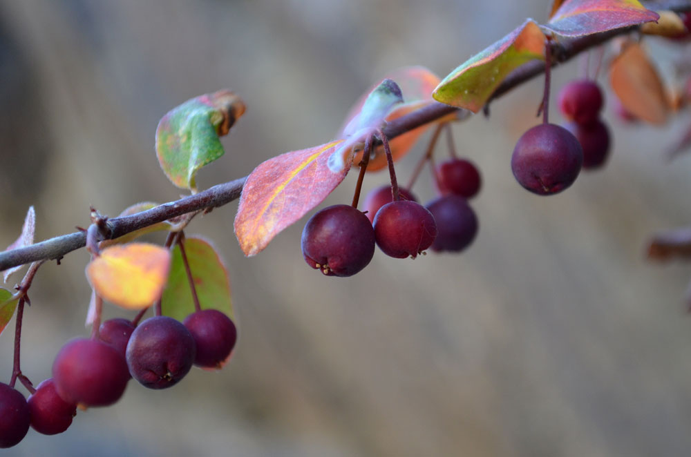 Изображение особи род Cotoneaster.