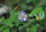 familia Asteraceae. Соцветия. Китай, провинция Хунань, Сянси-Туцзя-Мяоский автономный округ, окр. г. Фэнхуан, окр. Южной Китайской стены. 09.10.2017.