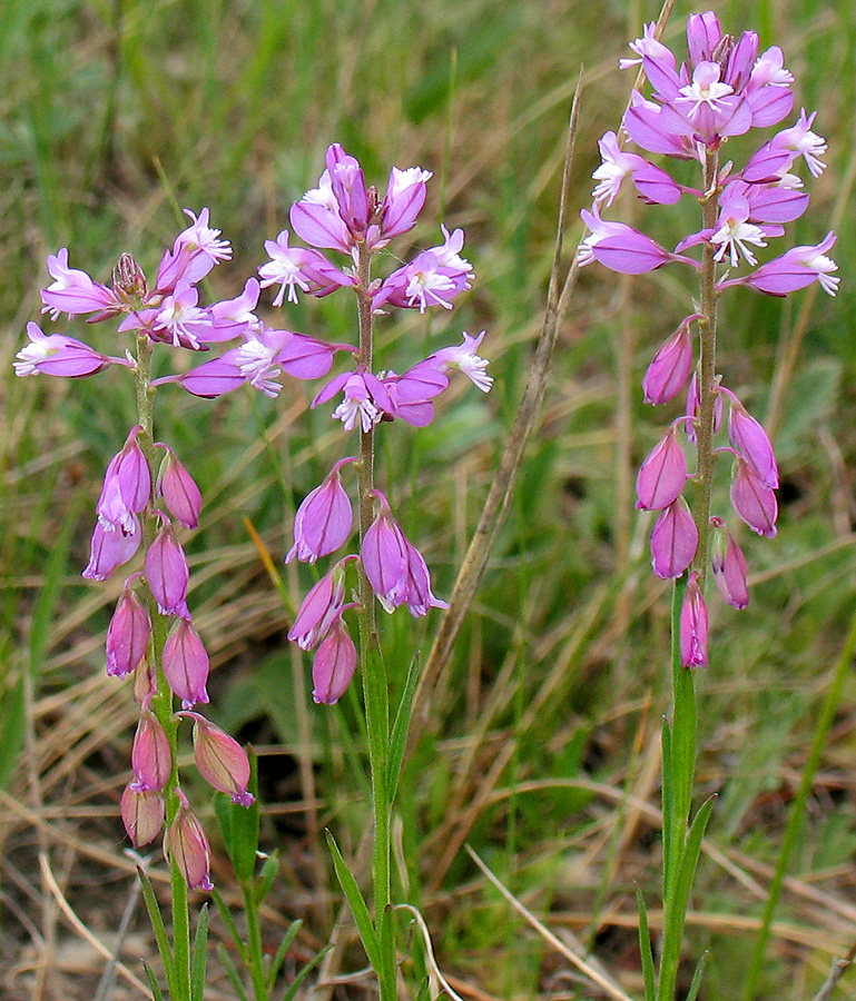 Изображение особи Polygala wolfgangiana.