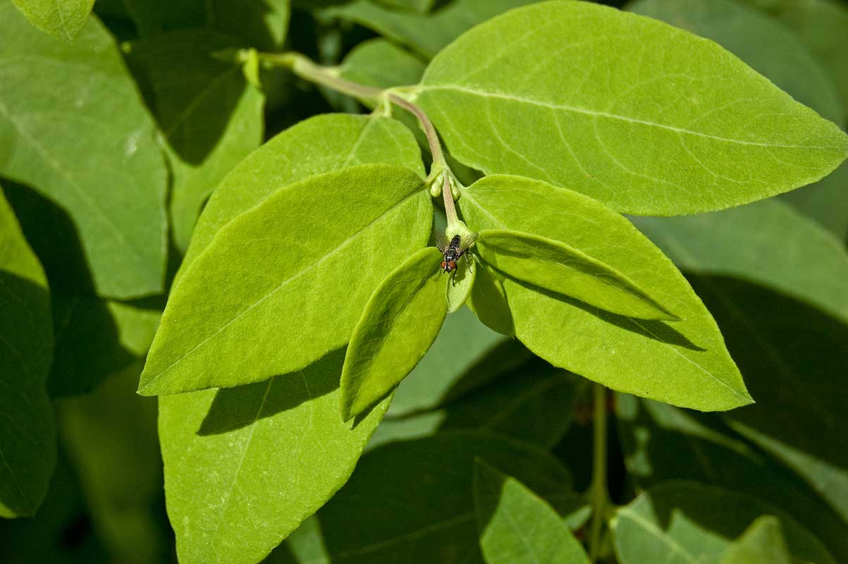 Image of Symphoricarpos albus var. laevigatus specimen.