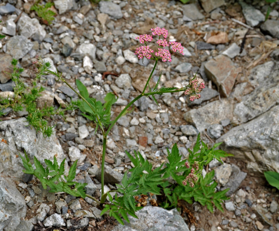 Изображение особи Chaerophyllum rubellum.