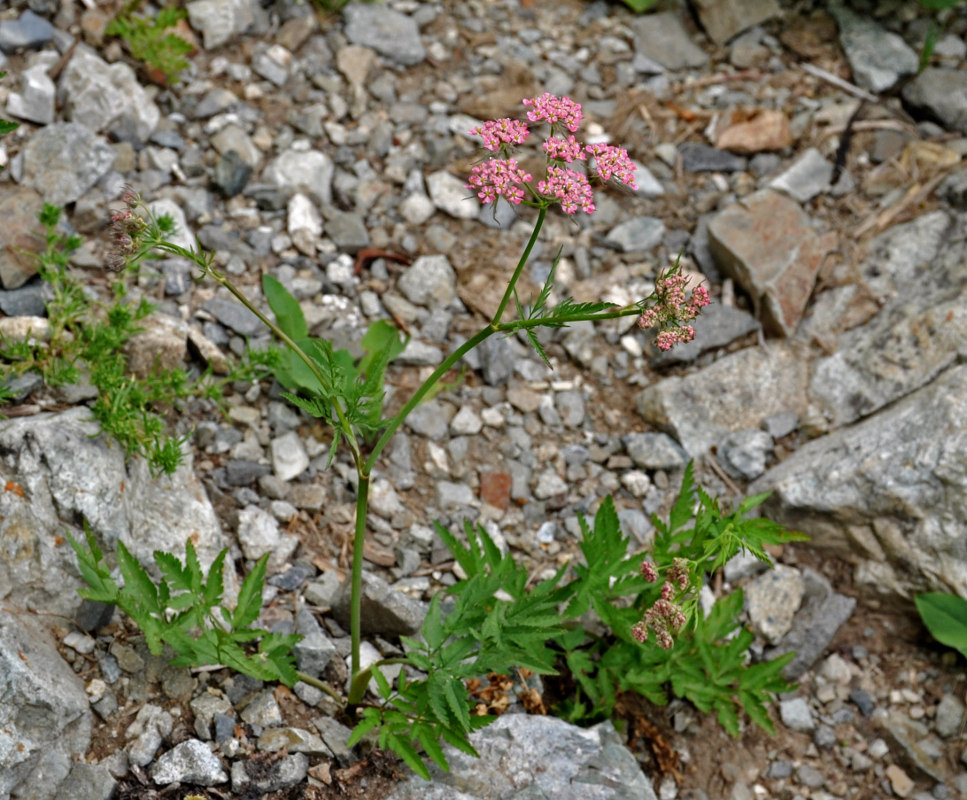 Image of Chaerophyllum rubellum specimen.