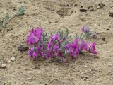 Oxytropis lanata