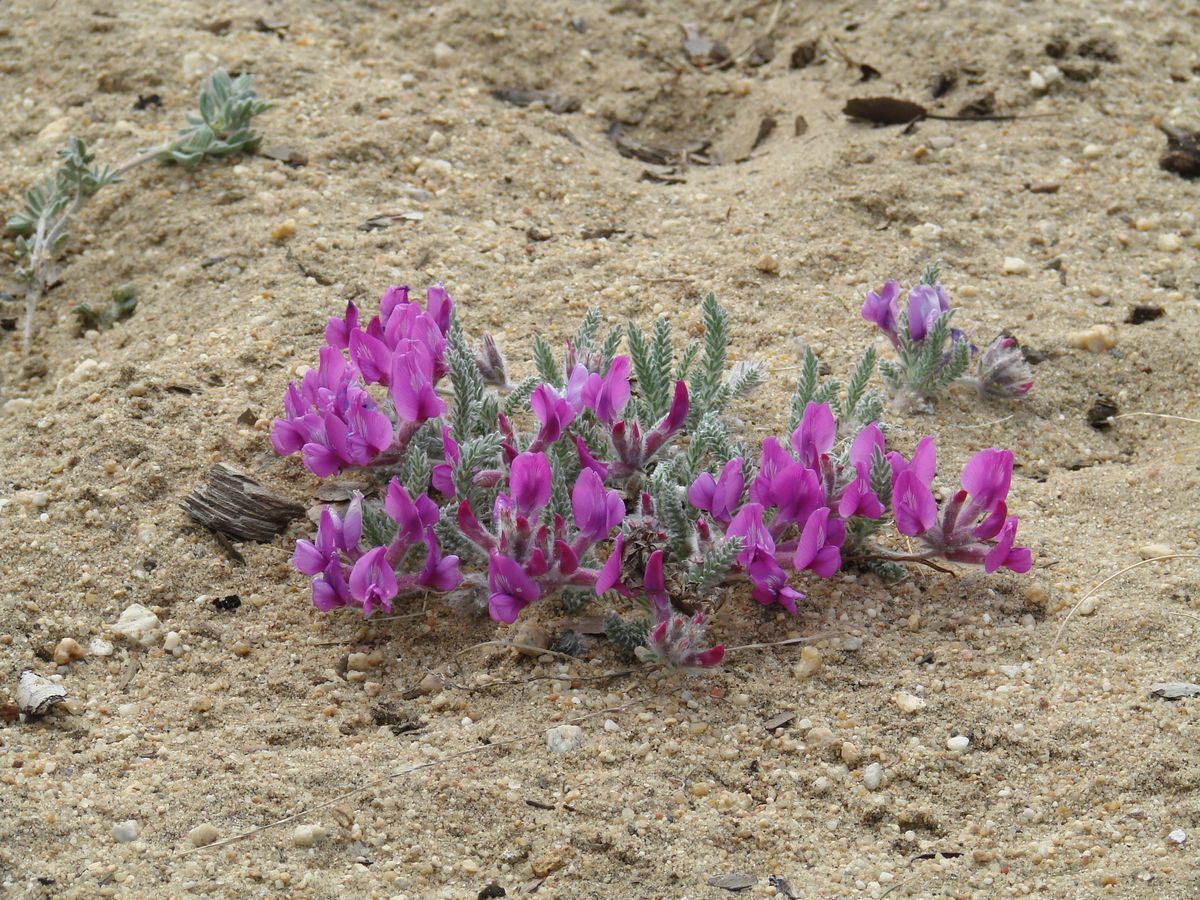 Image of Oxytropis lanata specimen.