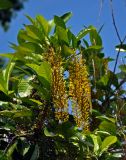 Lophanthera lactescens. Верхушка ветви с соцветиями. Малайзия, о-в Калимантан, г. Кучинг, в культуре. 12.05.2017.