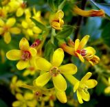 Ribes aureum