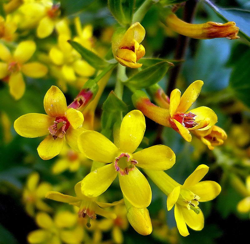 Image of Ribes aureum specimen.