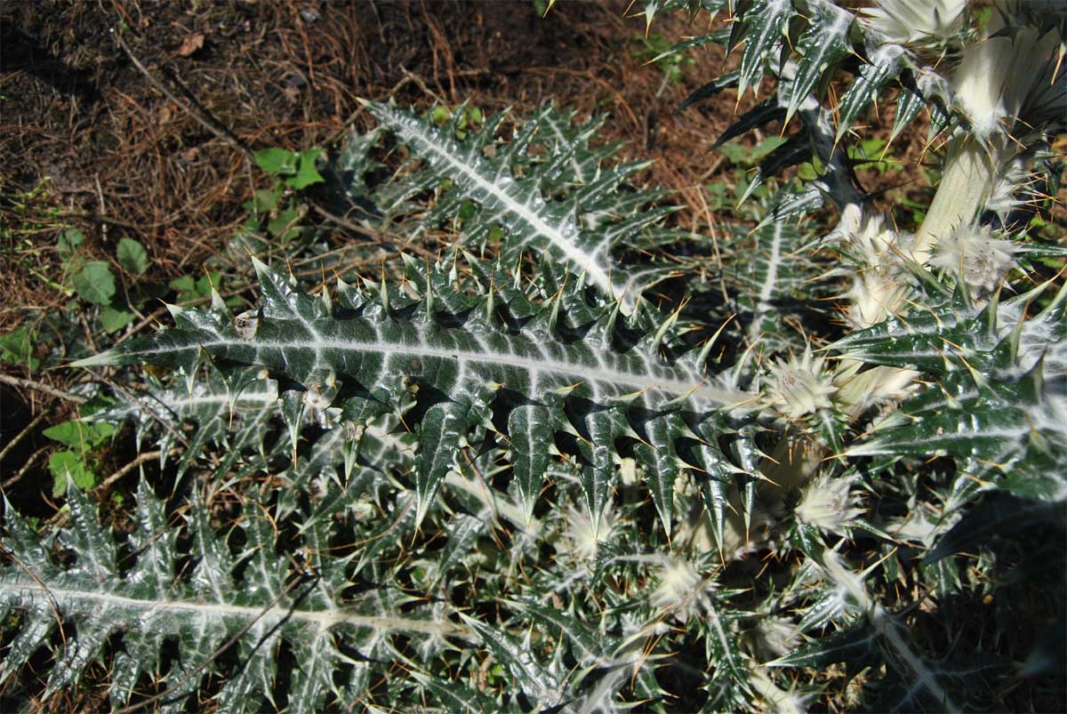 Изображение особи Cirsium occidentale.