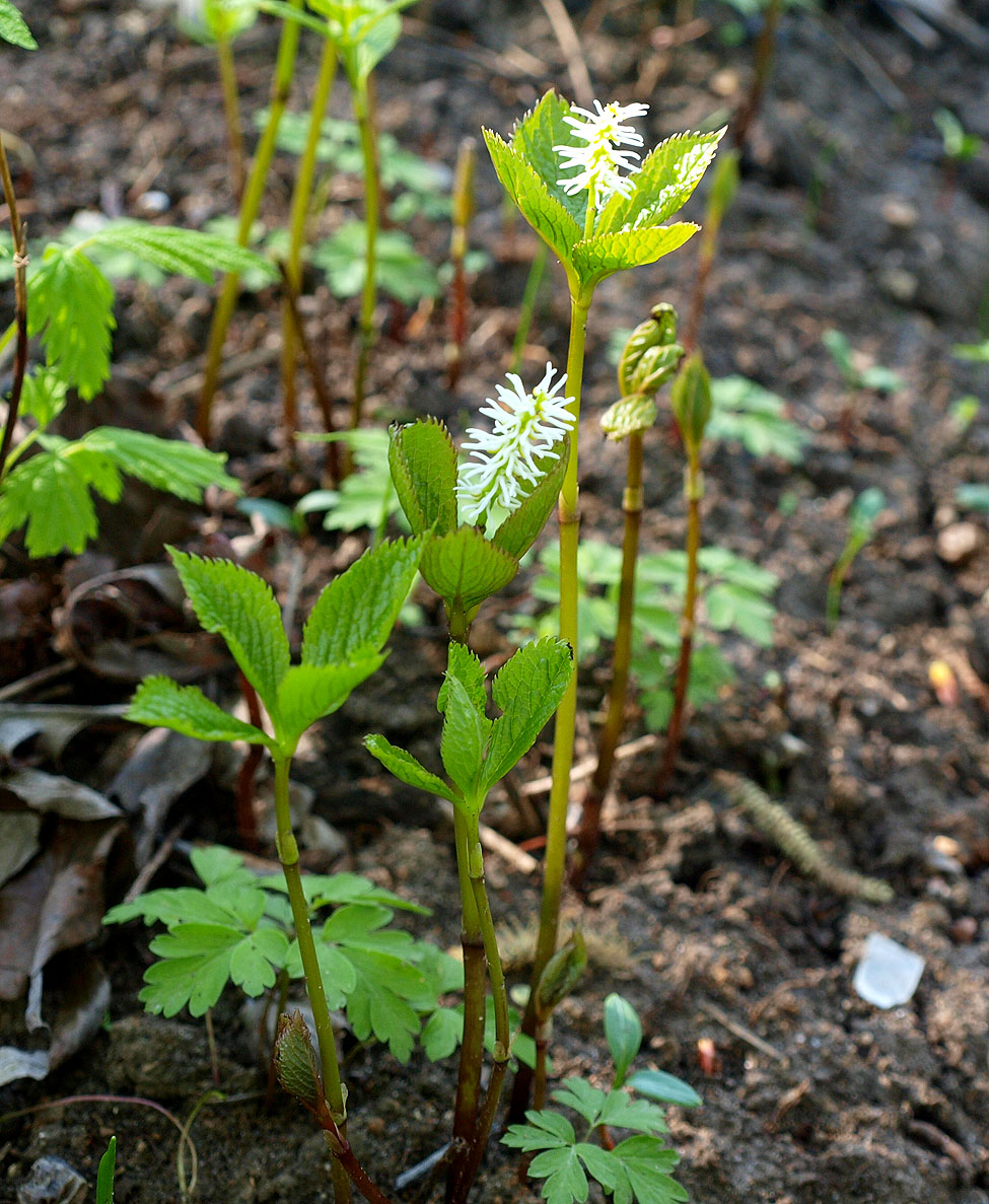 Image of Chloranthus quadrifolius specimen.