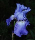 Iris &times; hybrida