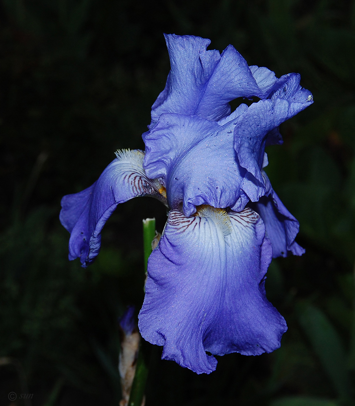 Image of Iris &times; hybrida specimen.