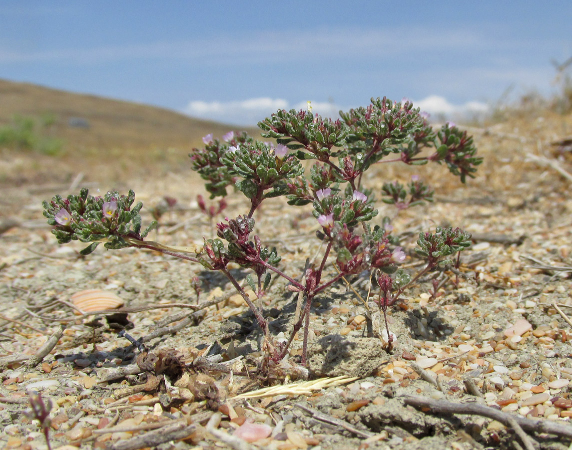 Image of Frankenia pulverulenta specimen.