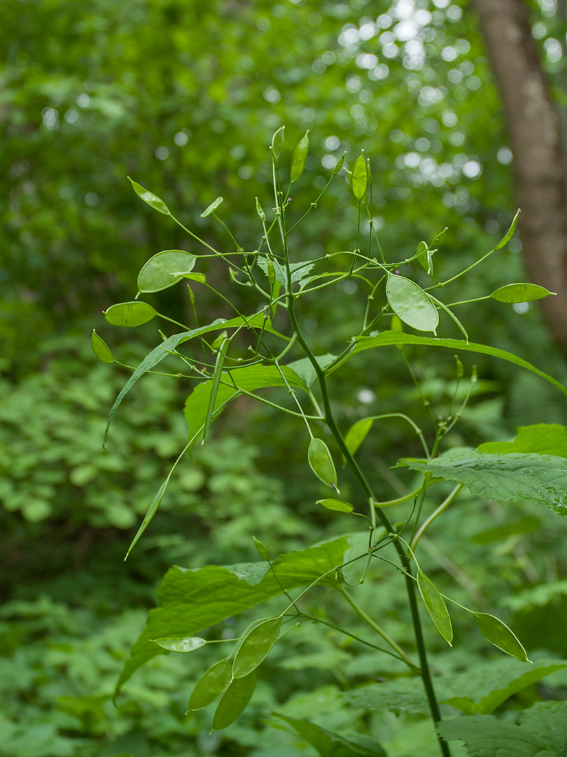 Изображение особи Lunaria rediviva.