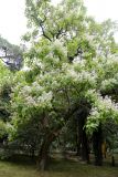 Catalpa bignonioides