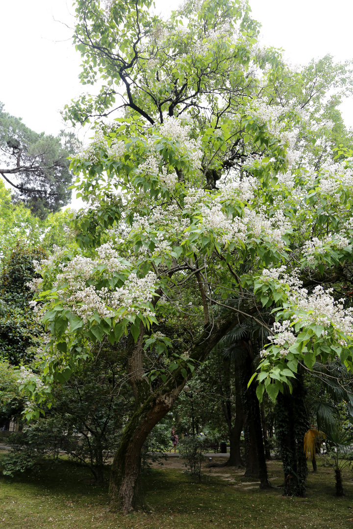 Изображение особи Catalpa bignonioides.