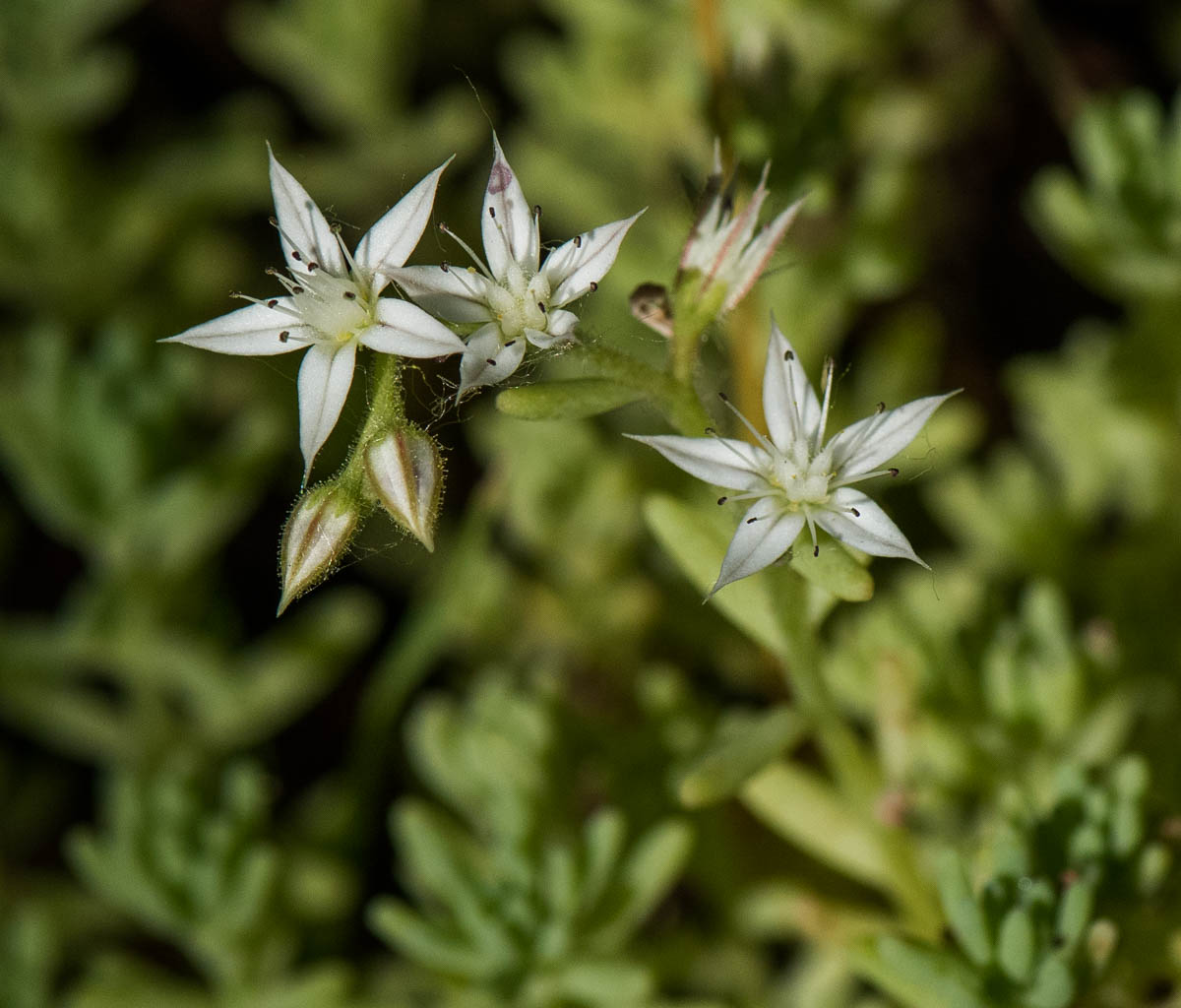 Изображение особи Sedum pallidum ssp. bithynicum.