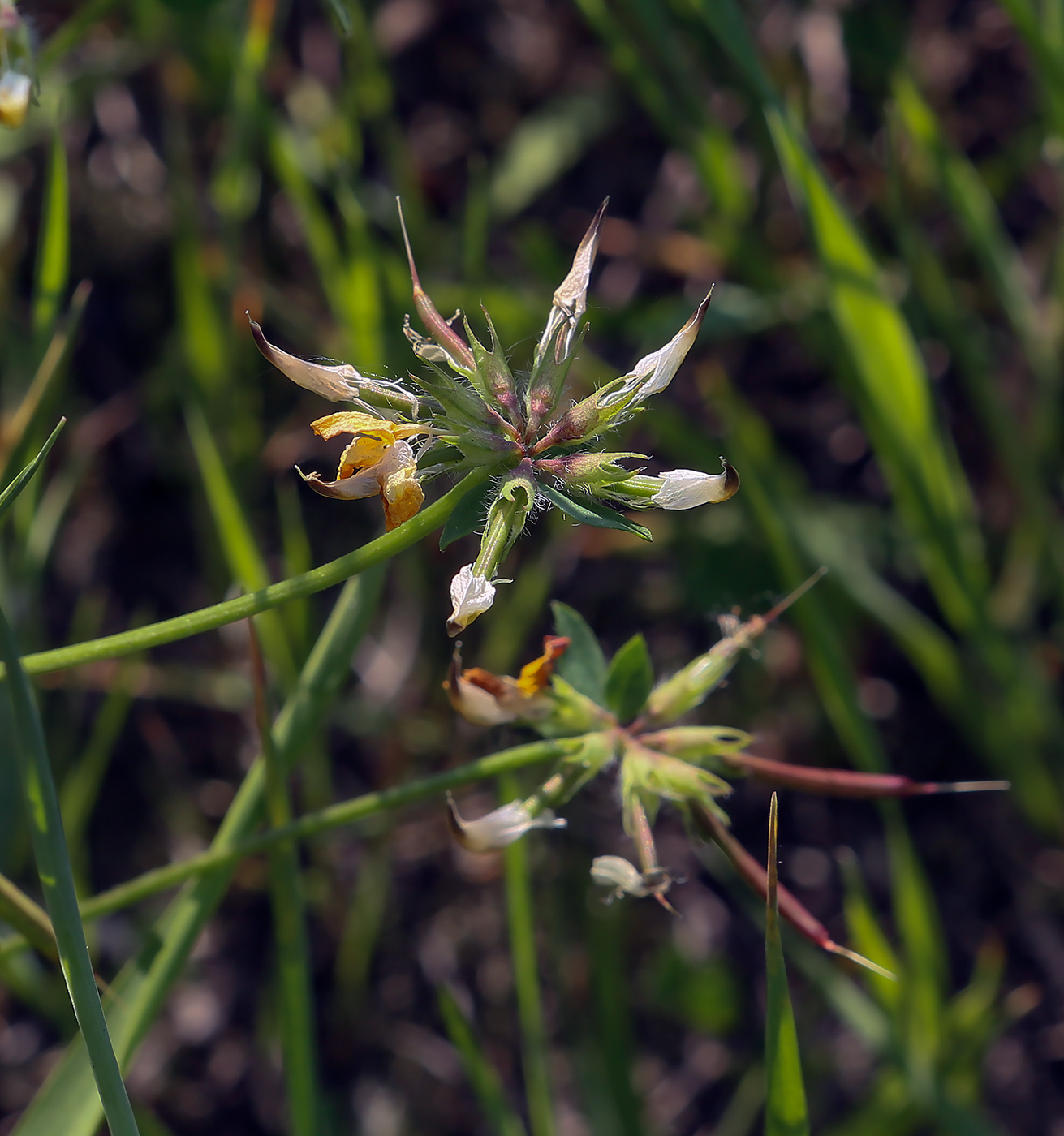 Image of Lotus zhegulensis specimen.