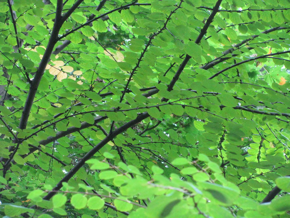 Изображение особи Cercidiphyllum japonicum.