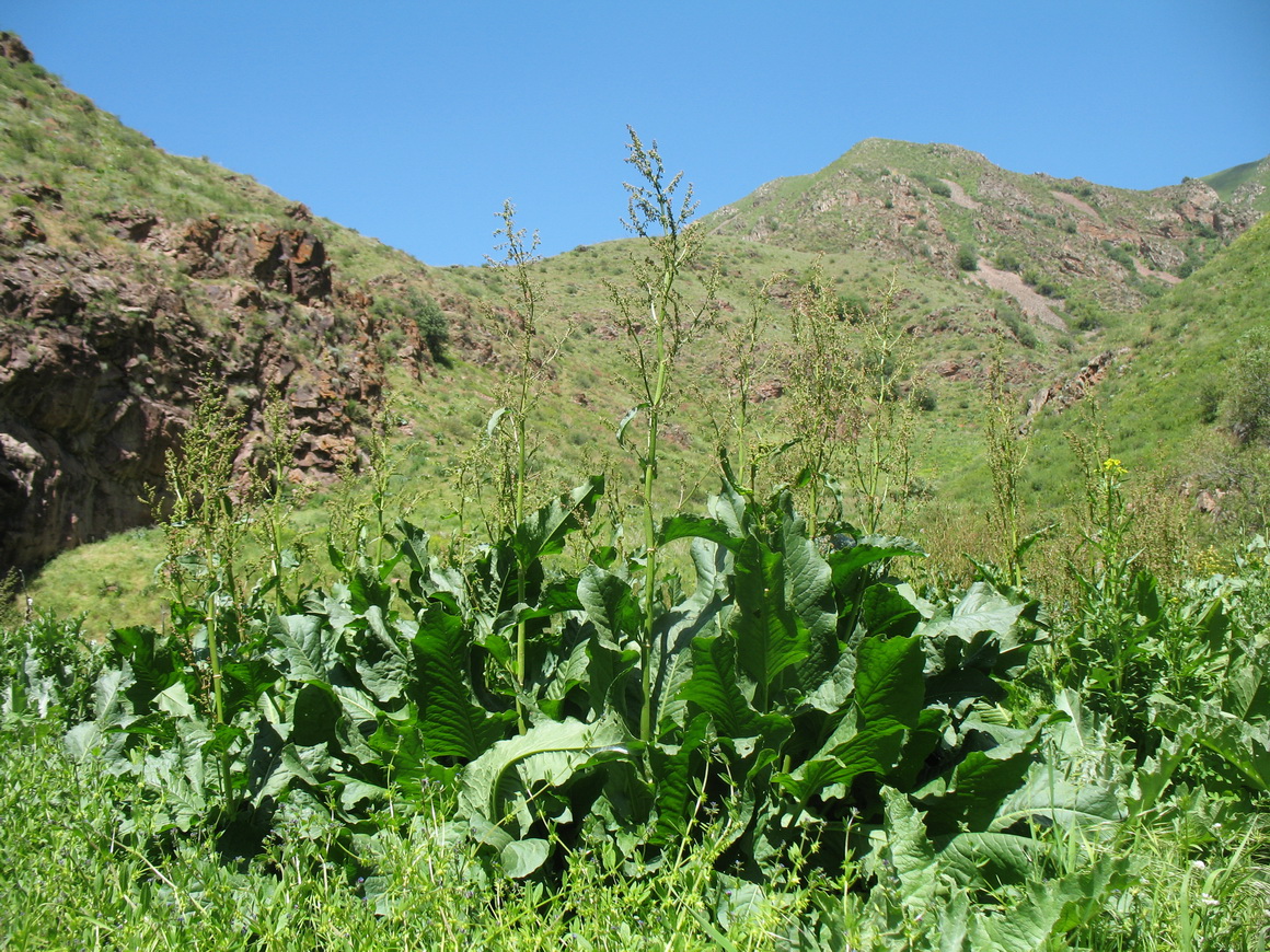 Изображение особи Rumex tianschanicus.