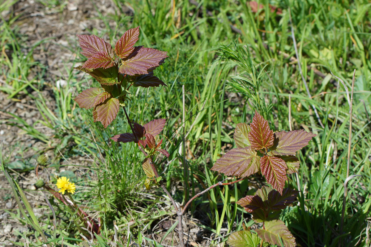 Image of Acer tataricum specimen.