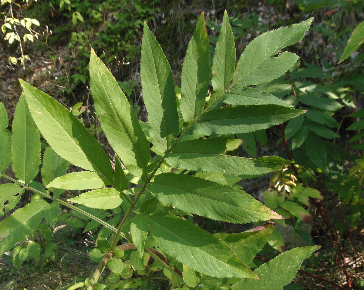 Изображение особи Sambucus ebulus.