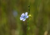 Linum usitatissimum. Цветок. Тверская обл., Торопецкий р-н, окр. дер. Чистое, заброшенная пашня. 08.08.2018.