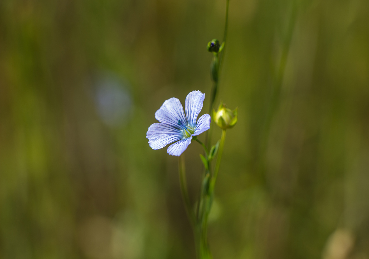 Image of Linum usitatissimum specimen.